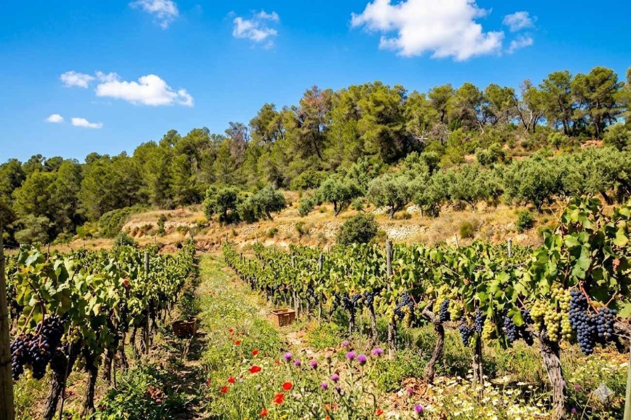Премиальная винодельня на продажу в Priorat D.O.Q.