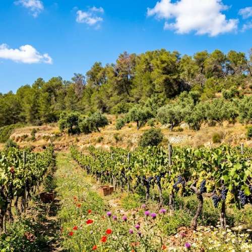 Премиальная винодельня на продажу в Priorat D.O.Q.